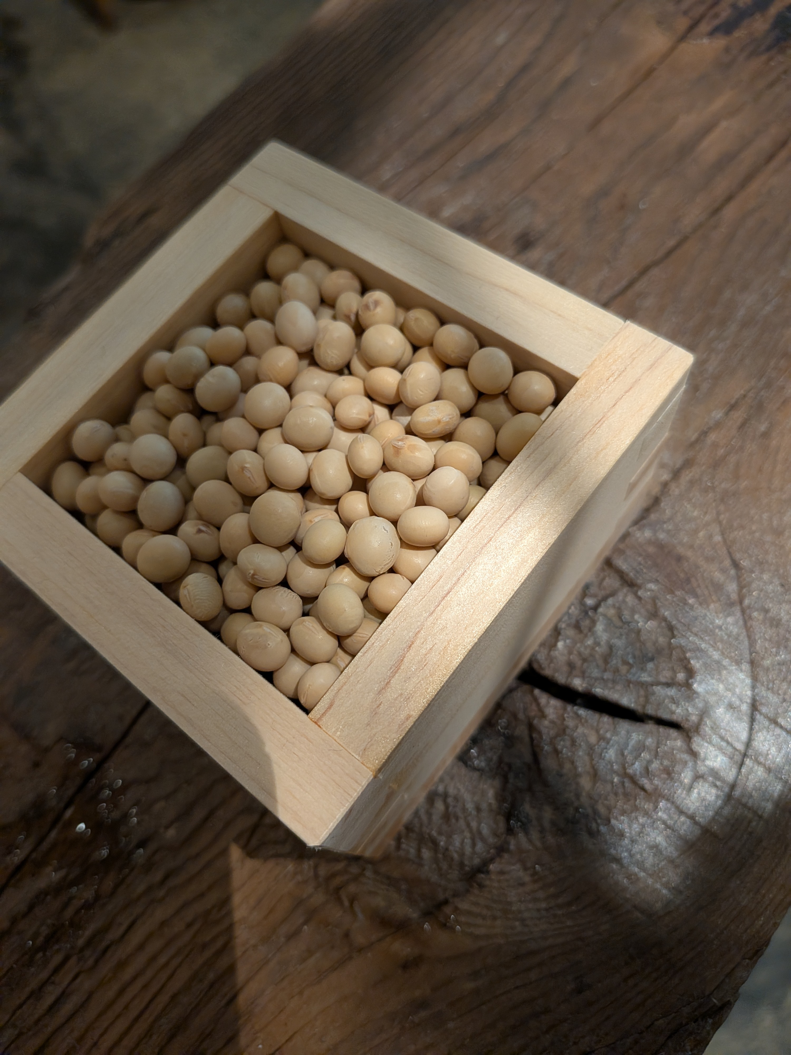 Soybean display at the Ramen FeeL x Odo opening day event